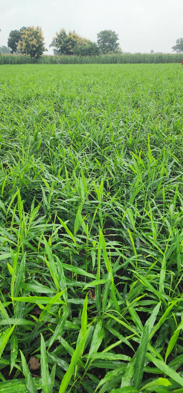 Ginger — bulk agricultural export from Nigeria Premium Nigerian Ginger for export