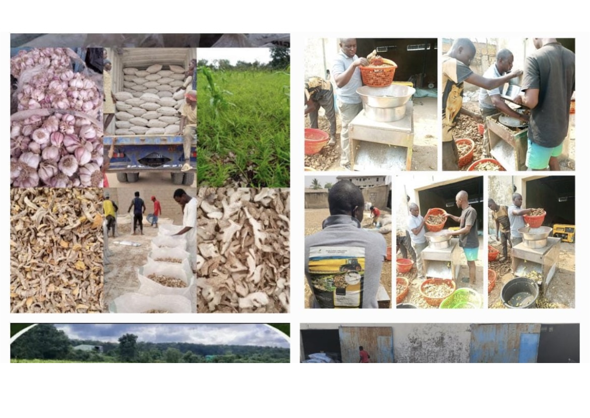 Collage of garlic, dried ginger, farms and Akajuma processing operations